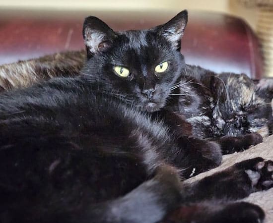 Two cats are lying close together on a soft surface. The alert black cat with yellow-green eyes looks camera-ready, while the other sleeps. Both were recently checked by a veterinarian and appear happy and healthy.