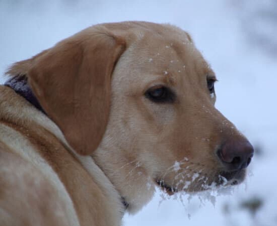 A yellow Labrador retriever with snow on its muzzle looks over its shoulder in a snowy outdoor setting.