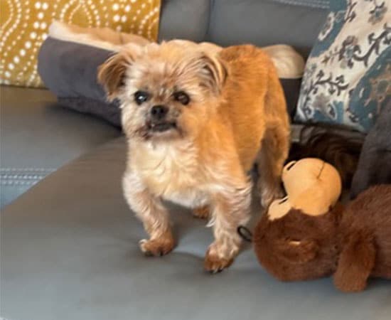 A small, tan dog with a short haircut stands on a blue couch next to a brown stuffed monkey toy. Patterned pillows are in the background.