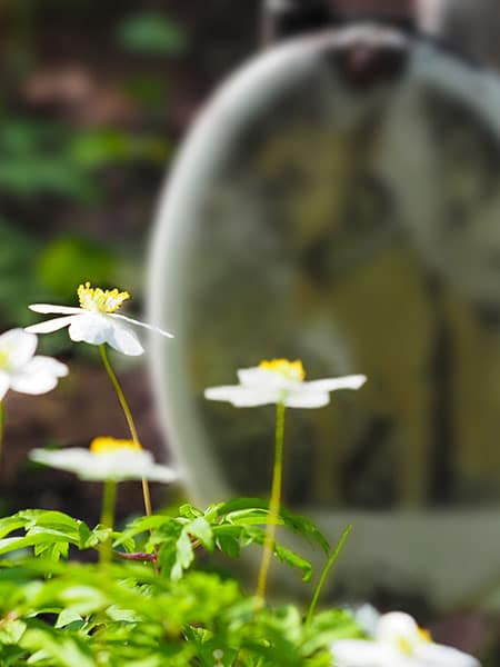 White flowers with yellow centers are in focus in the foreground, while a blurred oval grave marker honoring a beloved pet and their caring veterinarian stands in the background, set amid a green, natural outdoor environment.