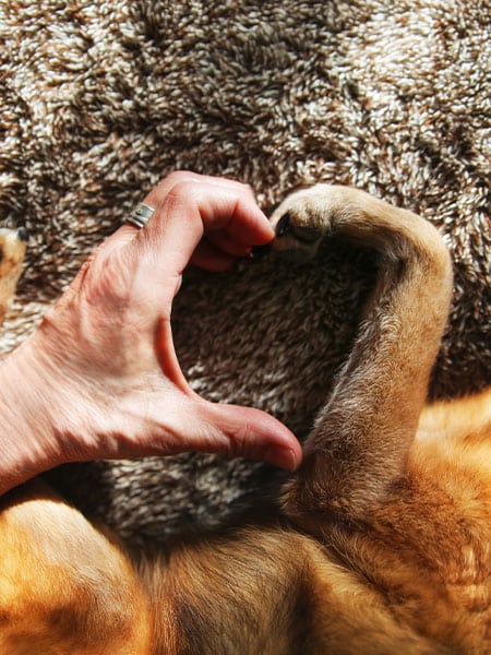 A person’s hand and a dog’s paw form the shape of a heart together on a carpeted surface, symbolizing the love and connection often fostered by a caring veterinarian between human and pet.