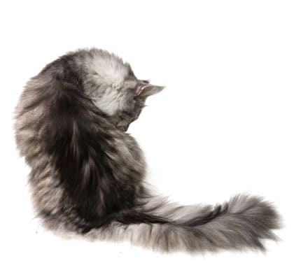 A long-haired gray cat sits with its back turned, curled slightly as it grooms itself, against a white background. Its fluffy tail is stretched out behind it—a pose often admired by any caring veterinarian.