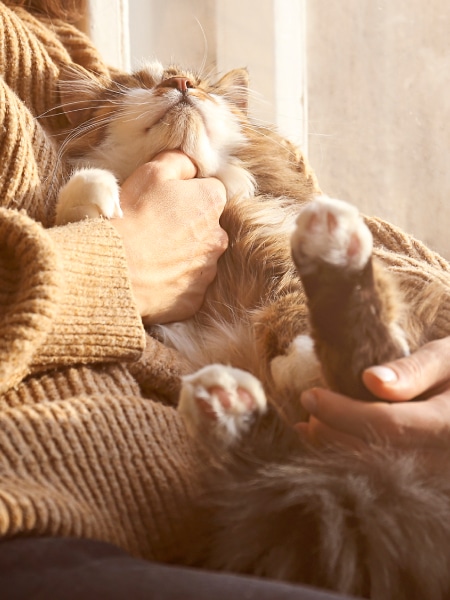 A fluffy cat lies on its back in a veterinarian’s lap, looking relaxed as the vet gently scratches its chin. Sunlight streams through a nearby window, highlighting the cat’s soft fur and the vet’s cozy sweater.
