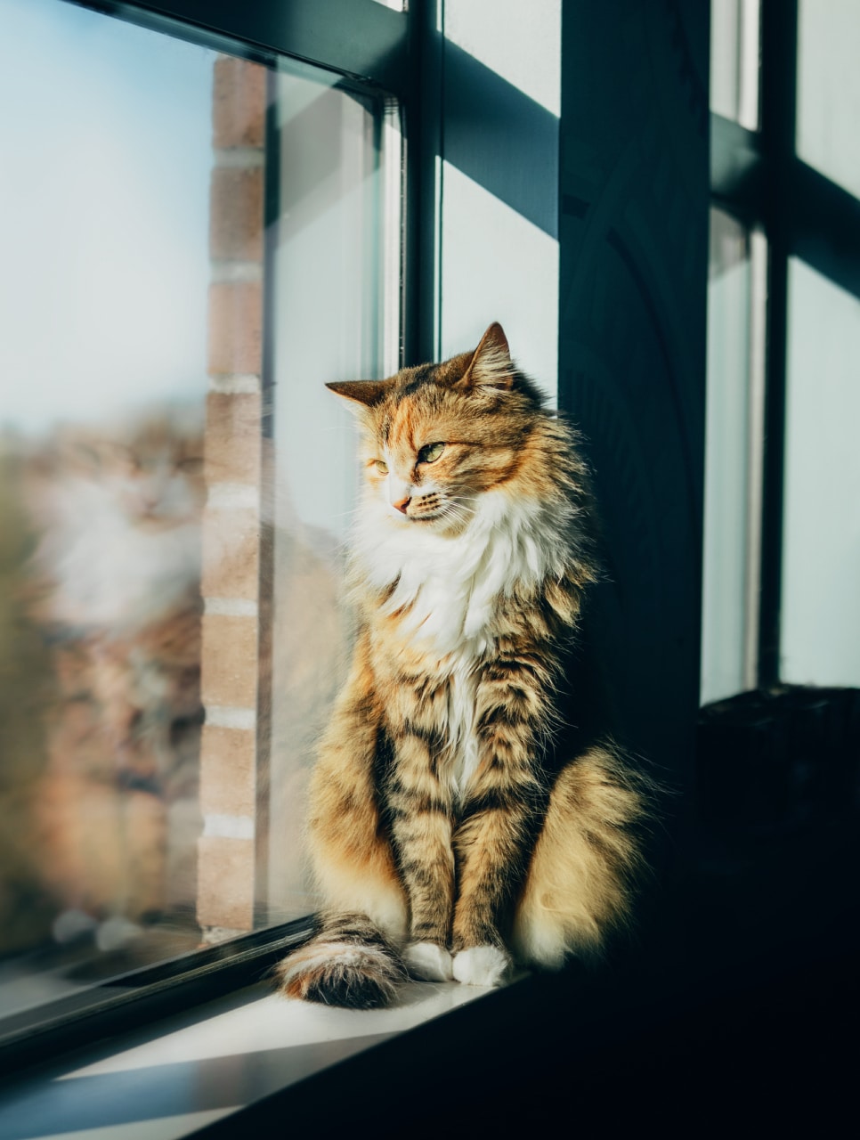 A fluffy, orange and white cat sits on a windowsill in sunlight, looking outside with its reflection visible in the window glass—just back from a checkup with the veterinarian.