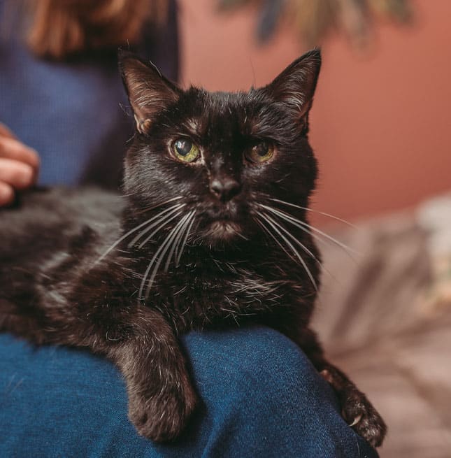A black cat with green eyes lies on a person's lap, looking directly at the camera as the person, possibly a vet, gently pets it. The softly blurred background adds to the calm atmosphere.