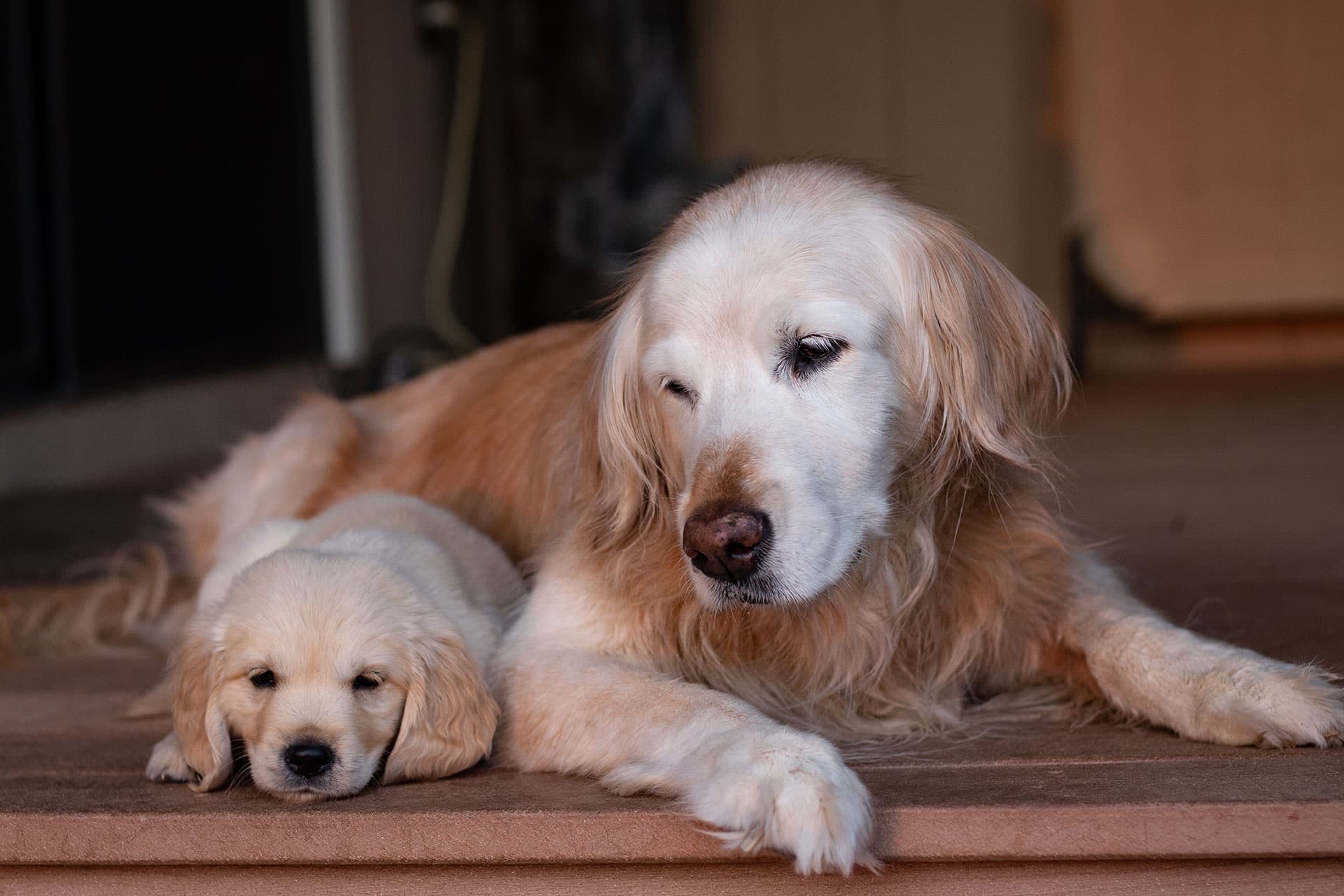 An older golden retriever lies next to a golden retriever puppy on a porch, both resting with relaxed expressions—fresh from their latest vet visit and enjoying some peaceful time together. The puppy lays its head on its paws, close to the adult dog.