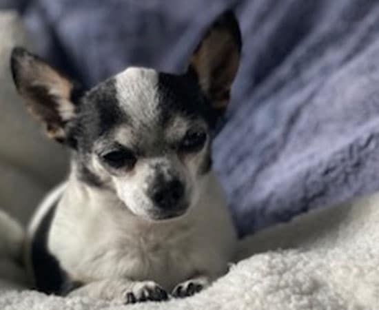 A small black and white chihuahua rests on a fluffy white blanket, with a soft, blurred blue background behind it. The dog appears relaxed and content after a recent visit to the vet.