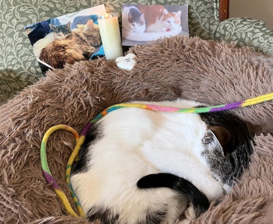 A cat curled up and sleeping in a fluffy bed with a colorful string. Behind the cat are two photos of other cats, a candle, and a small white cat figurine on a patterned green chair—like a cherished patient featured at the veterinarian’s office.