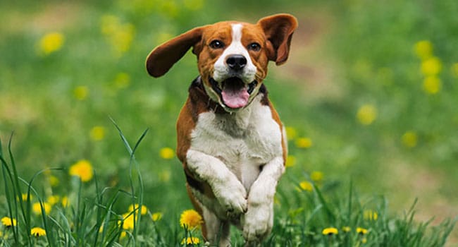 A happy brown and white dog with floppy ears runs through a grassy field dotted with yellow flowers, looking directly at the camera—just the picture of health after a recent checkup at the veterinarian.
