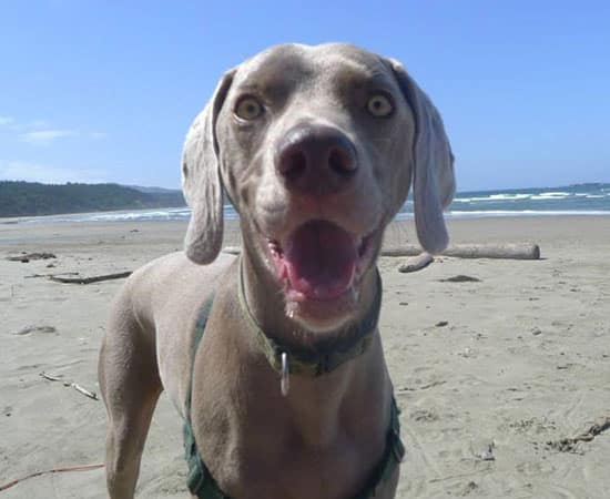 A gray dog with wide eyes and an open mouth stands on a sandy beach, looking directly at the camera, with the ocean and blue sky in the background.