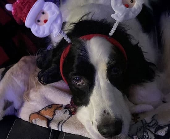 A black and white dog is lying down, wearing a red headband with two plush Santa Claus decorations attached, one on each side. The dog looks up with a calm expression.