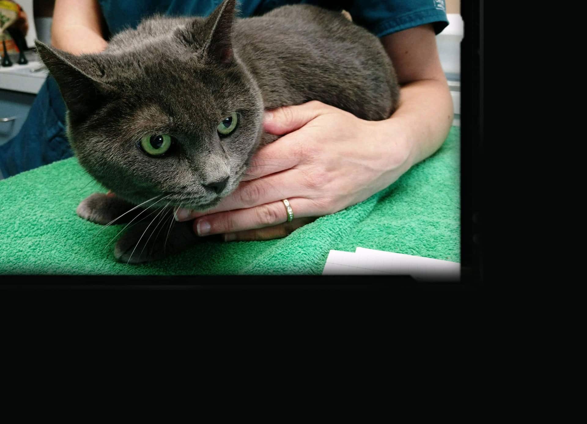 A veterinarian gently holds a gray cat with green eyes on a green towel, possibly at a clinic. The cat looks alert and slightly anxious.